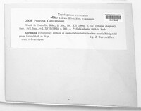 Puccinia galii image